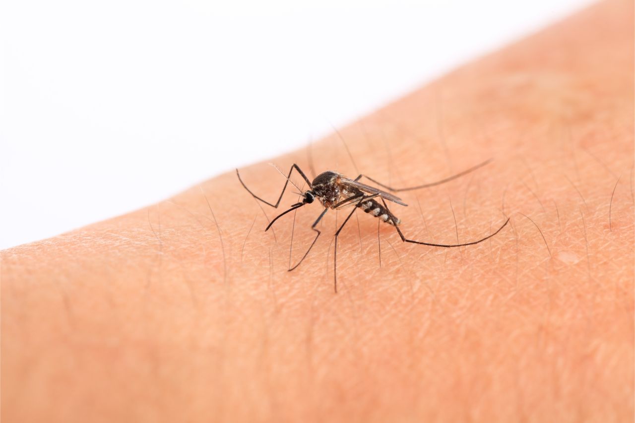 How To Prevent Mosquito Infestations