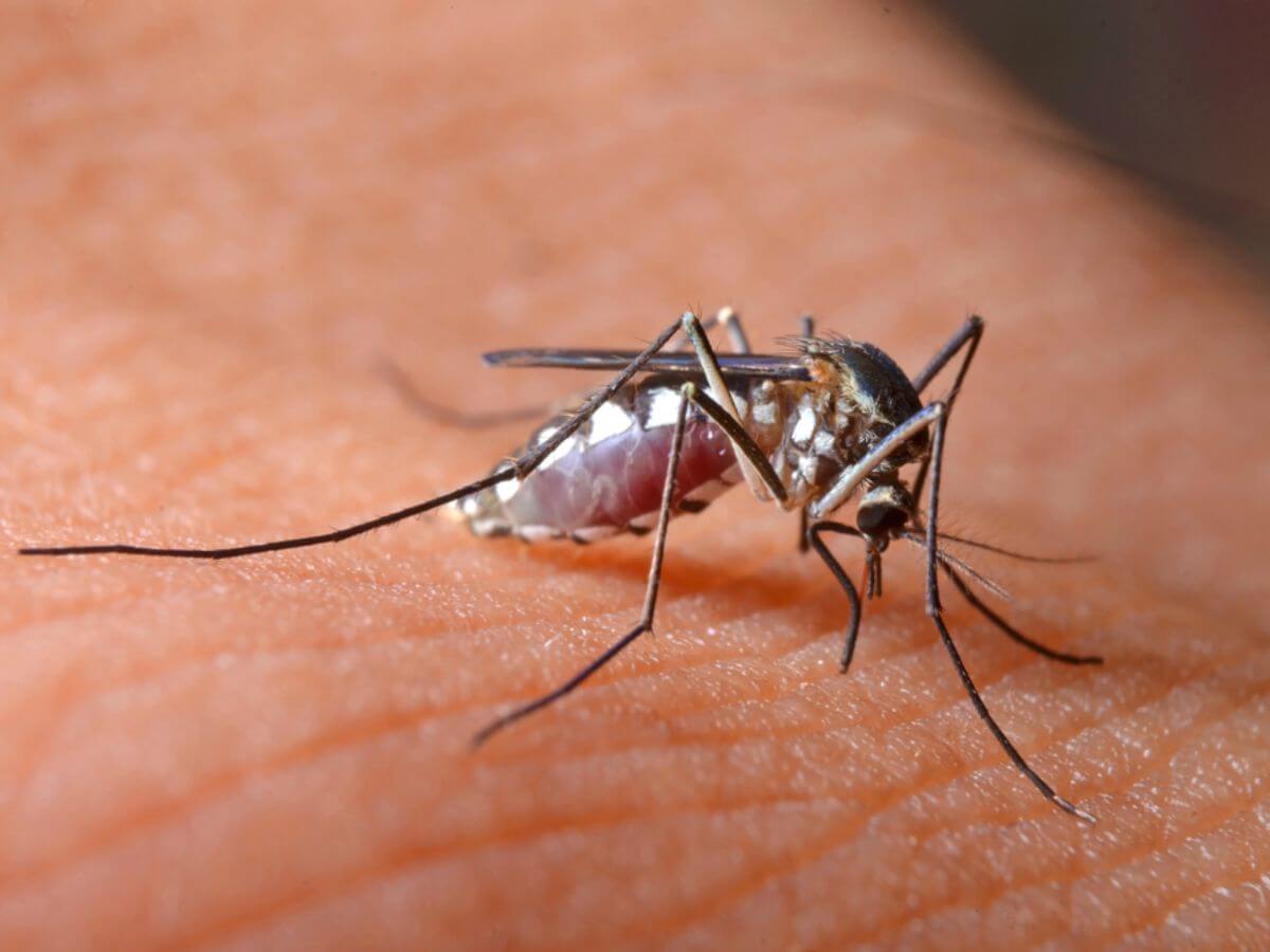 Protect Your Home: Hanabishi Appliances for a Dengue-Free Living